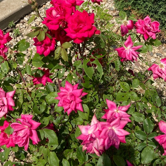 Meet your Posher, Jenny - Picture 9 of 16